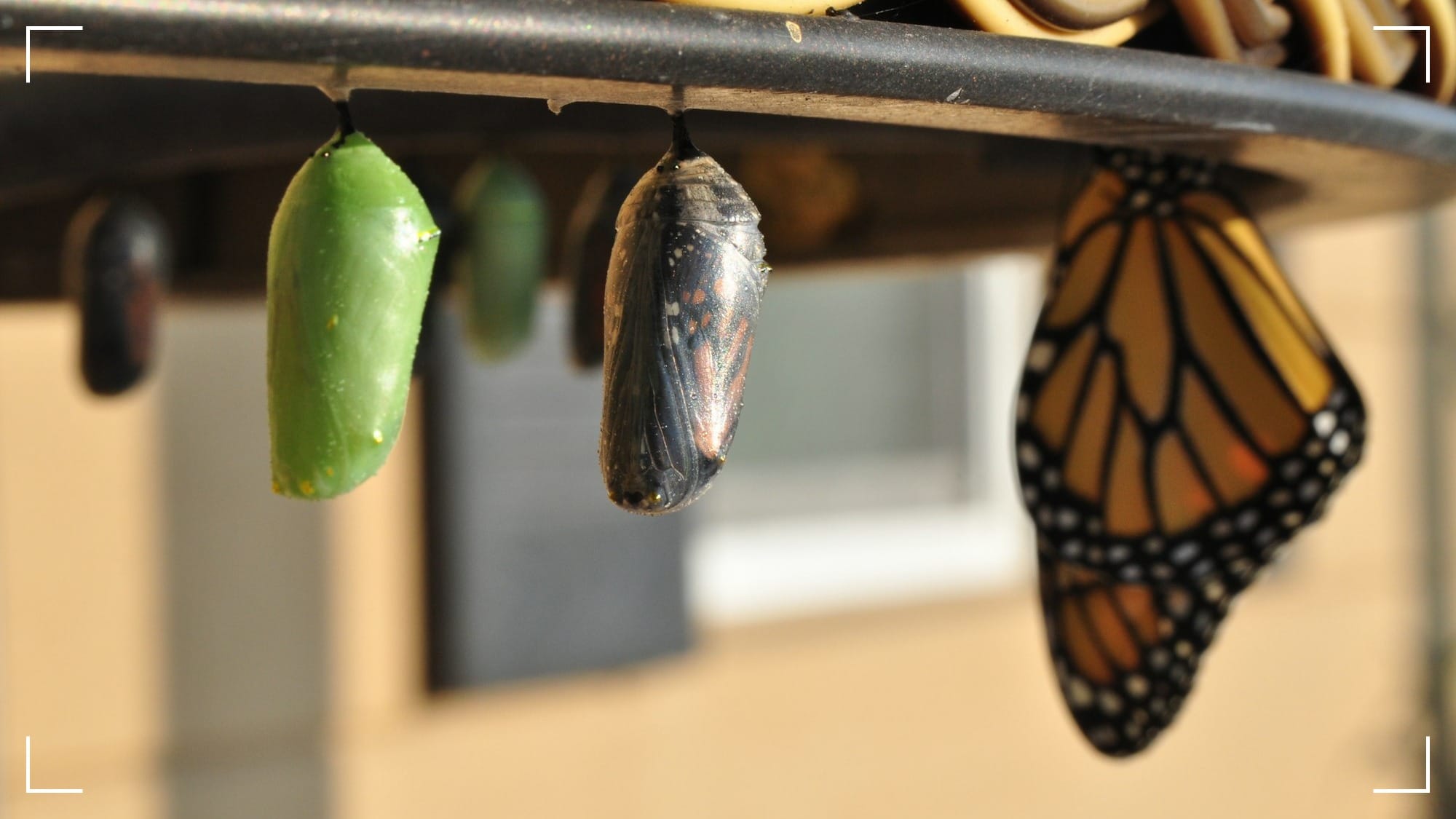 Four monarch chrysalises hang from a window screen frame: green, dark mottled, and one transparent revealing the folded orange-and-black wings of a butterfly about to emerge.