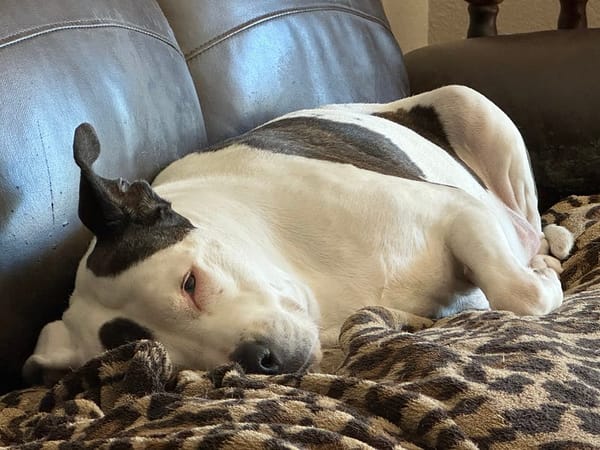 A white dog with black spots lies curled up on a brown patterned blanket on a dark couch, embodying a divine presence as she rests her head, looking relaxed and sleepy.