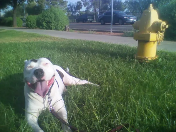 A happy white dog with black spots lies on green grass near a yellow fire hydrant, panting with its tongue out. You can see the sidewalk, bushes, and a road with cars in the background.