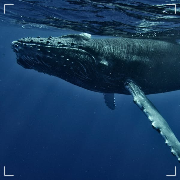 Silence of the Whales